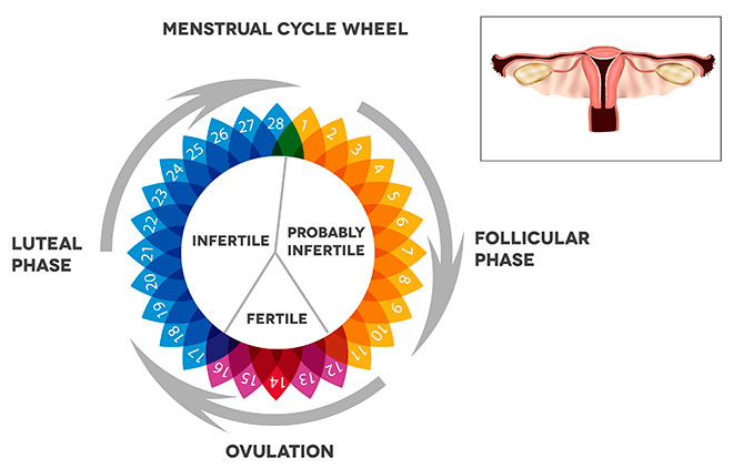calendario de fertilidad